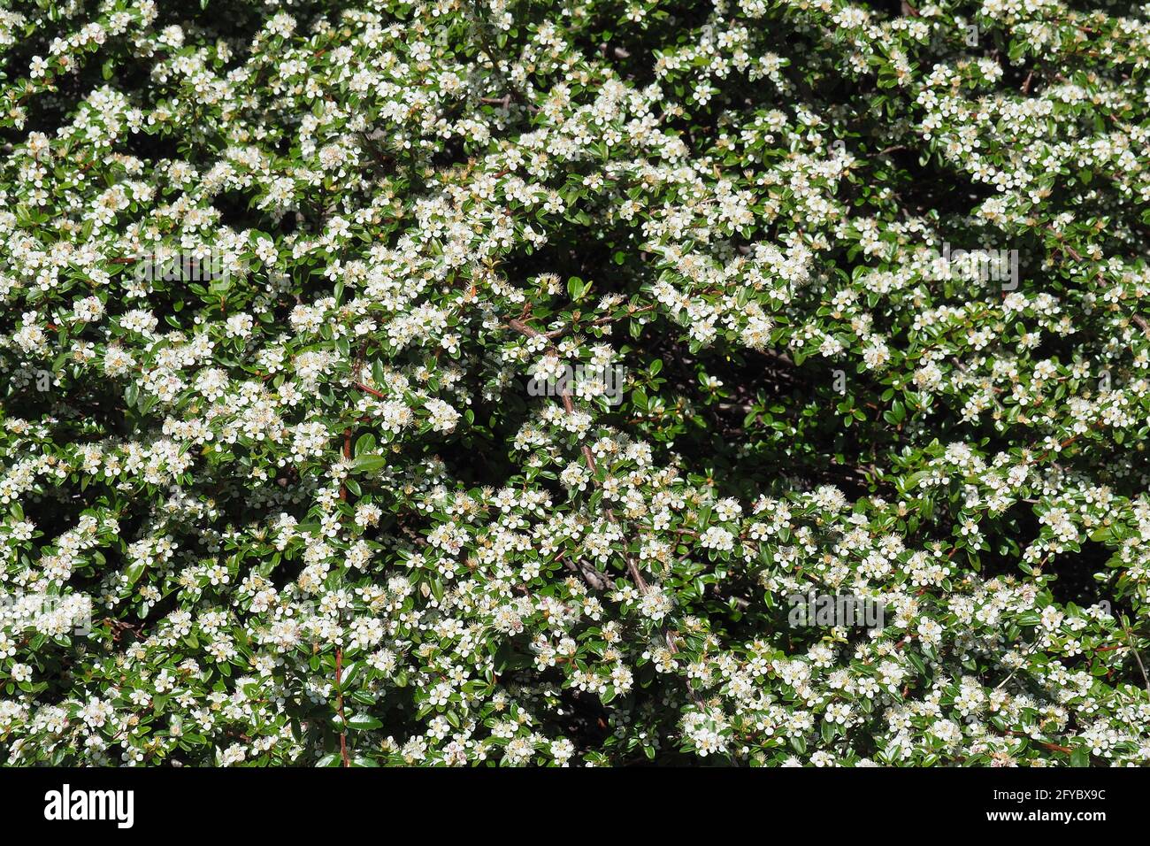 bearberry cotoneaster, Teppich-Zwergmispel, Cotoneaster dammeri, szőnyegmadárbirs, Budapest, Hungary, Magyarország, Europe Stock Photo