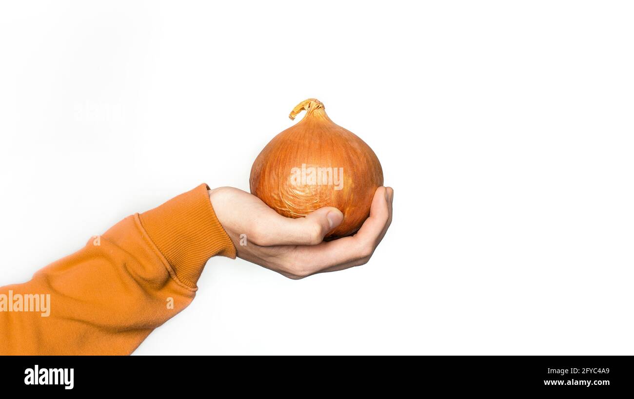 Big onion head in hand on a white background. Isolate Huge vegetables