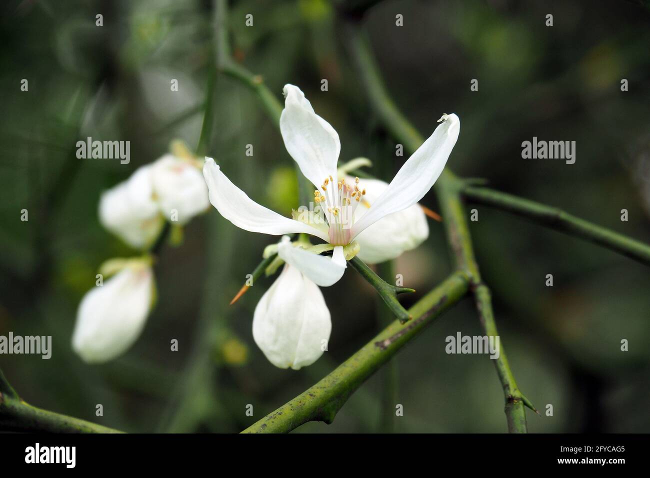 Trifoliate orange, Japanese bitterorange, Dreiblättrige Orange, Poncirus trifoliata, vadcitrom