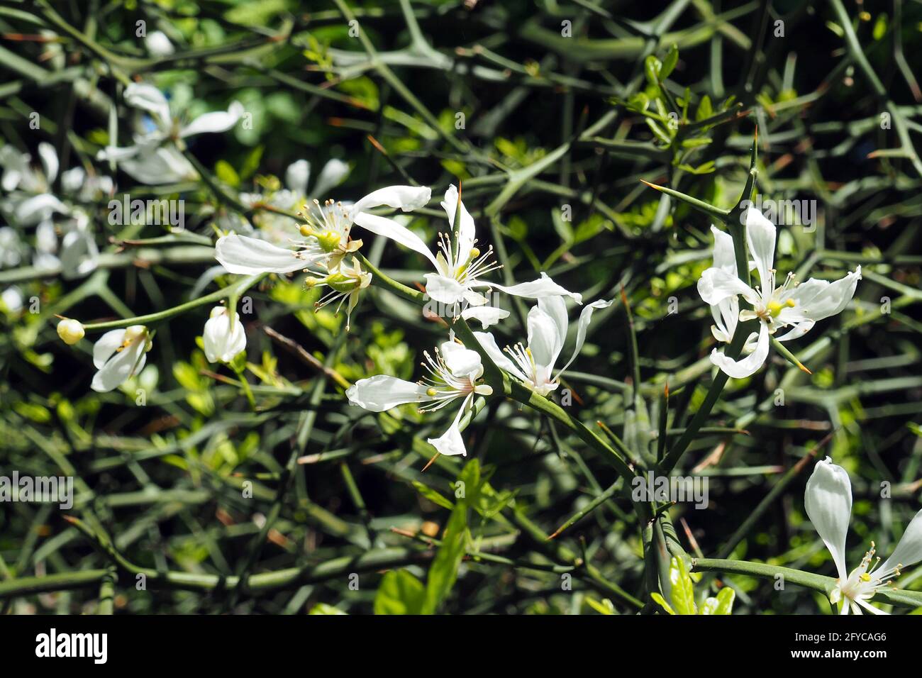 Trifoliate orange, Japanese bitterorange, Dreiblättrige Orange, Poncirus trifoliata, vadcitrom