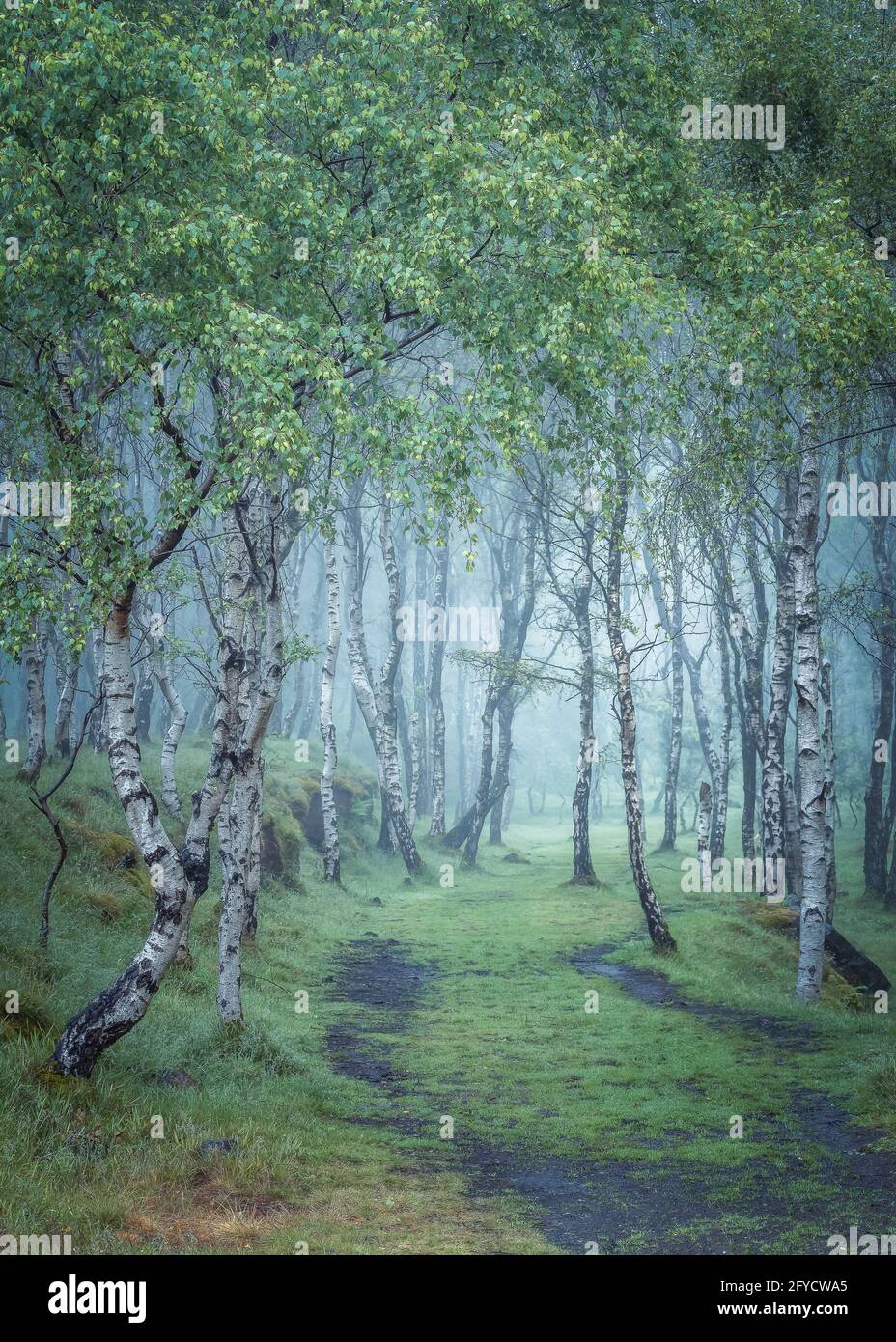 Misty Silver Birch Trees, BoleHill Quarry,Longshaw Estate, Peak District National Park. Stock Photo