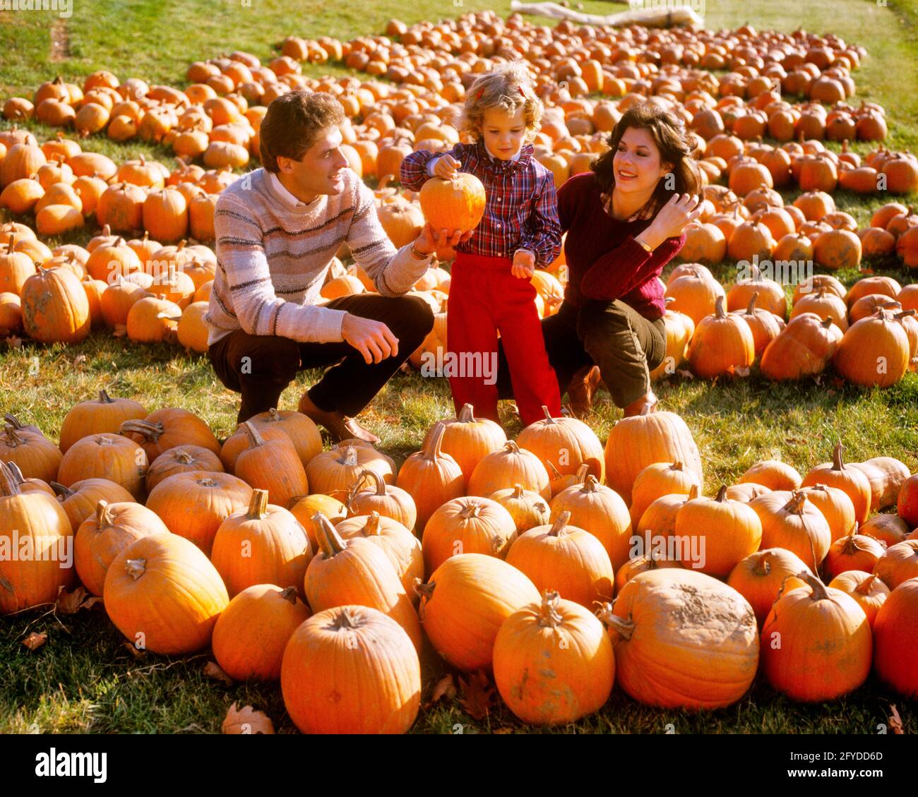 1980s WOMAN MAN MOTHER FATHER TODDLER DAUGHTER SELECTING HALLOWEEN PUMPKIN ON SUNNY DAY AT PUMPKIN PATCH RURAL FARM STAND - kh8327 TEU001 HARS FALL PAIR LEAVES COLOR MOTHERS OLD TIME BUSY NOSTALGIA OLD FASHION 1 JUVENILE TEAMWORK FAMILIES JOY LIFESTYLE PARENTING CELEBRATION FEMALES MARRIED RURAL SPOUSE HUSBANDS HOME LIFE NATURE FULL-LENGTH LADIES DAUGHTERS PERSONS INSPIRATION MALES SUNNY FATHERS AGRICULTURE PARTNER WIDE ANGLE HAPPINESS ADVENTURE DISCOVERY LEISURE AND CHOICE DADS EXCITEMENT PATCH FALL SEASON AT ON CONCEPTUAL STYLISH GROWTH JUVENILES MOMS RELAXATION TOGETHERNESS WIVES AUTUMNAL Stock Photo