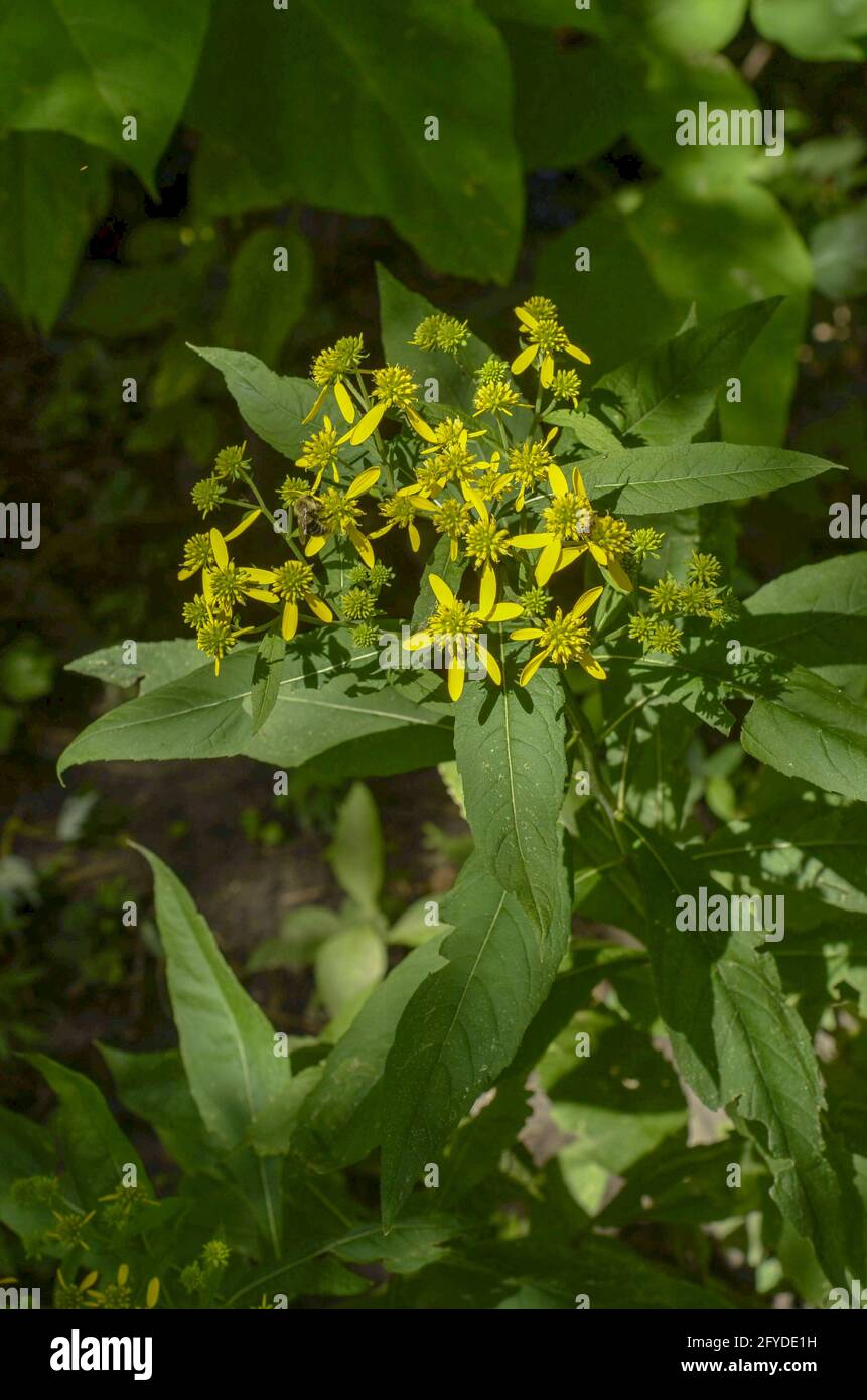Top view of cluster of wingstem slowers Stock Photo