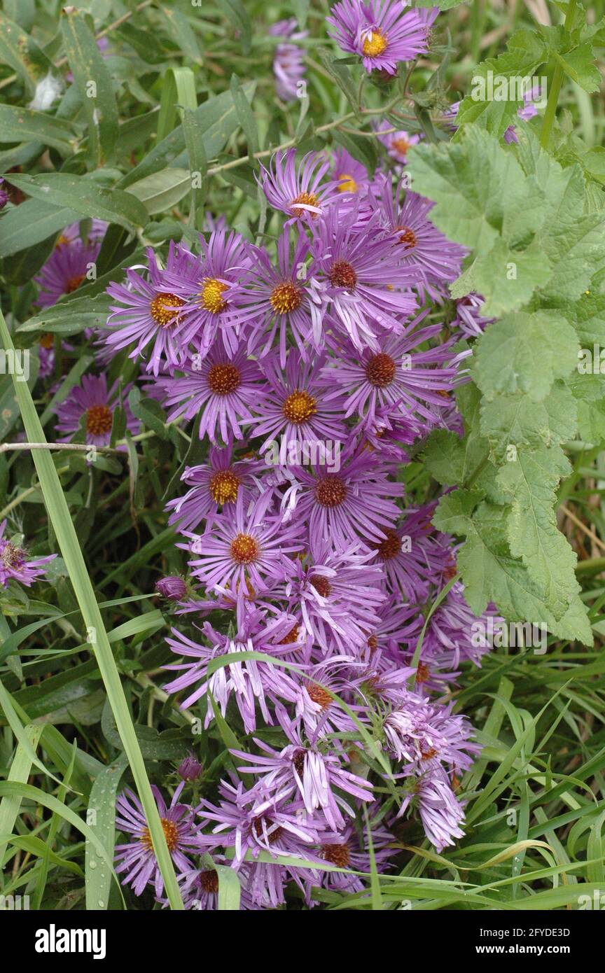 Clump of New England Asters Stock Photo