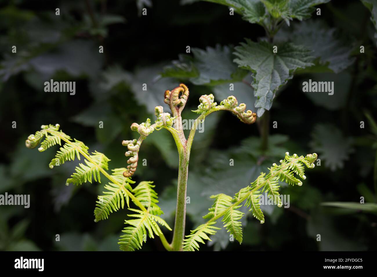 Bracken, close up of young leaves in spring Stock Photo