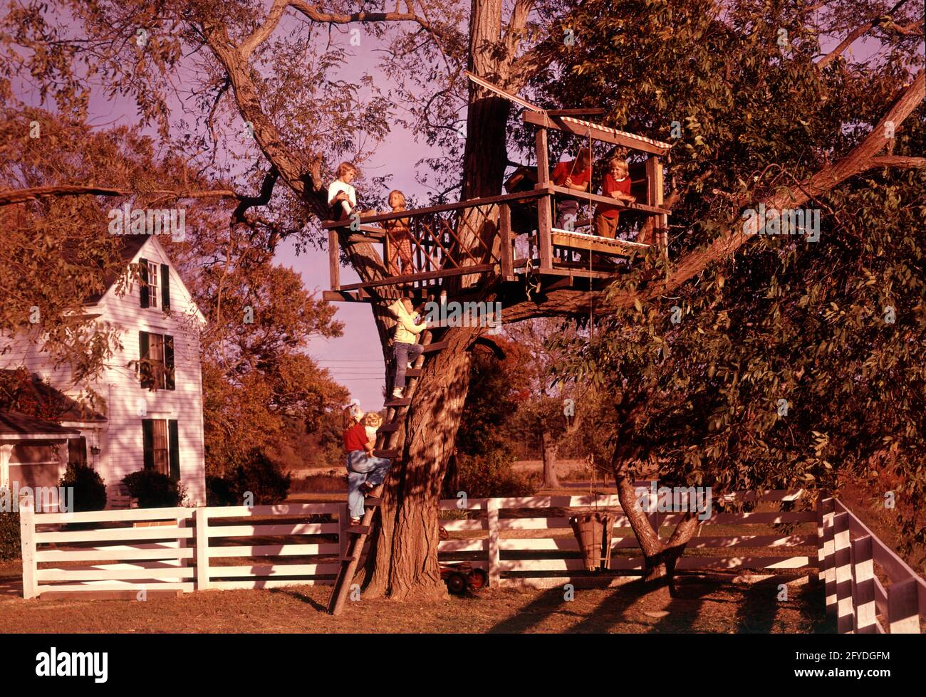 1950s 1960s SIX CHILDREN CLIMBING UP INTO TREE TREE HOUSE HOUSE