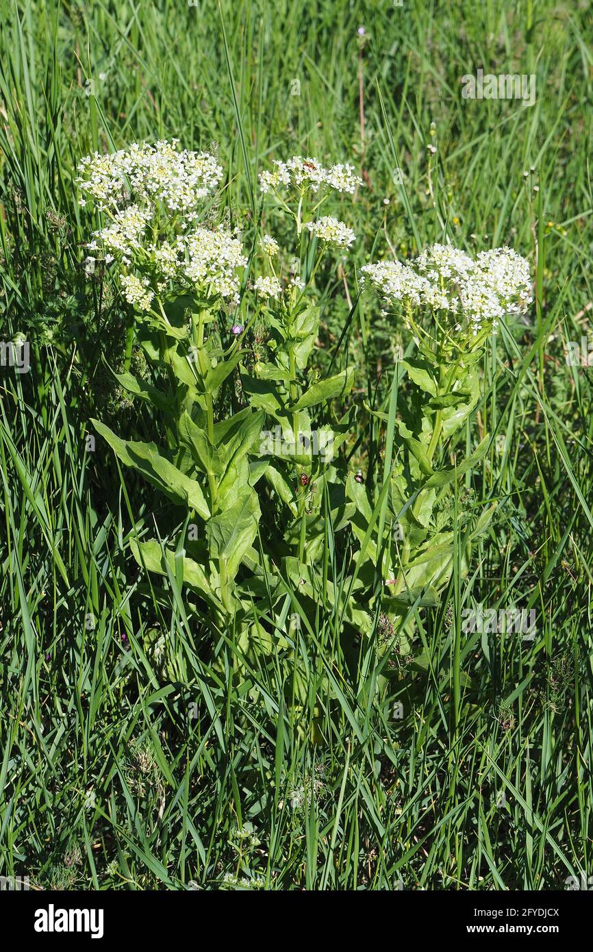 whitetop or hoary cress, Thanet cress,Pfeilkresse, Herzkresse, Türkische KresseLepidium draba, útszéli zsázsa, Budapest, Hungary, Magyarország, Europe Stock Photo