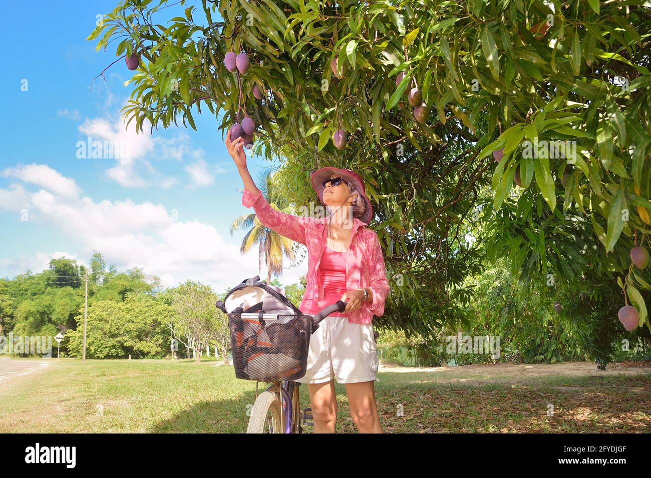 Woman standing with a bicycle looking at fruit on the branches of a mango tree Stock Photo