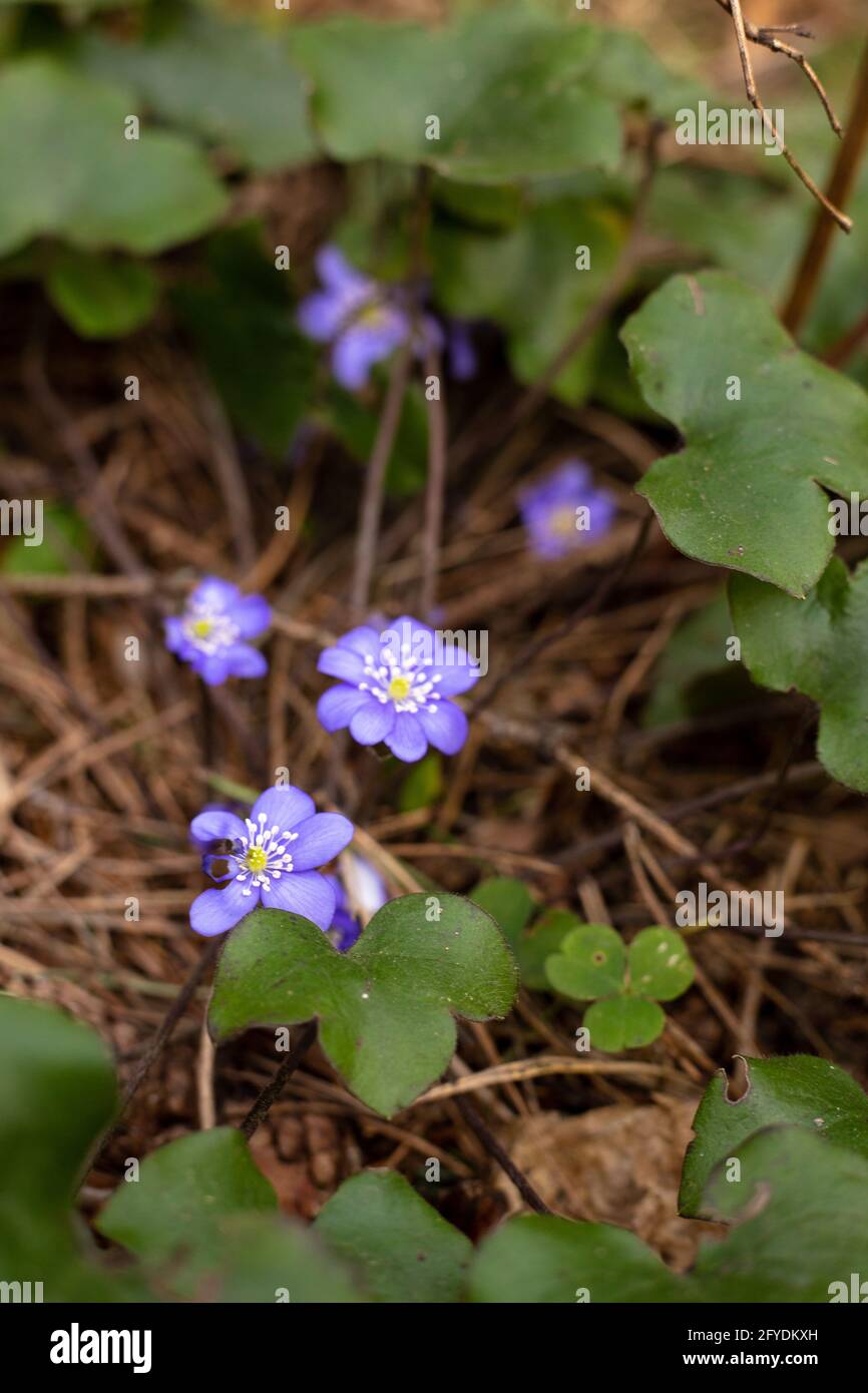 Purple flowers grow in the forest. Wild flowers Stock Photo - Alamy