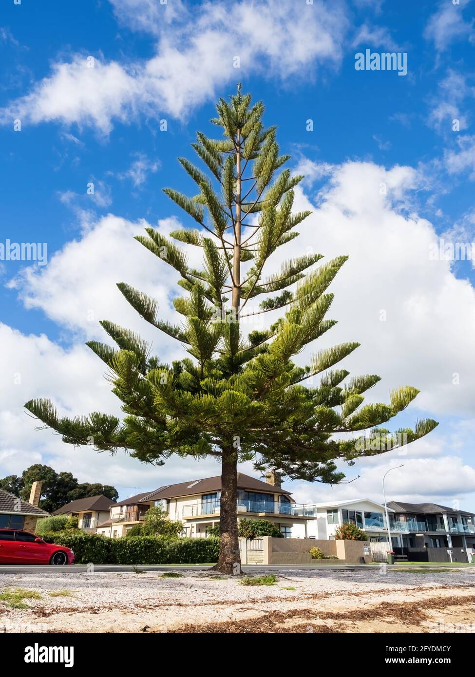 AUCKLAND, NEW ZEALAND - May 19, 2021: View of Norfolk Island pine at Bucklands Beach. Auckland, New Zealand - May 13, 2021 Stock Photo