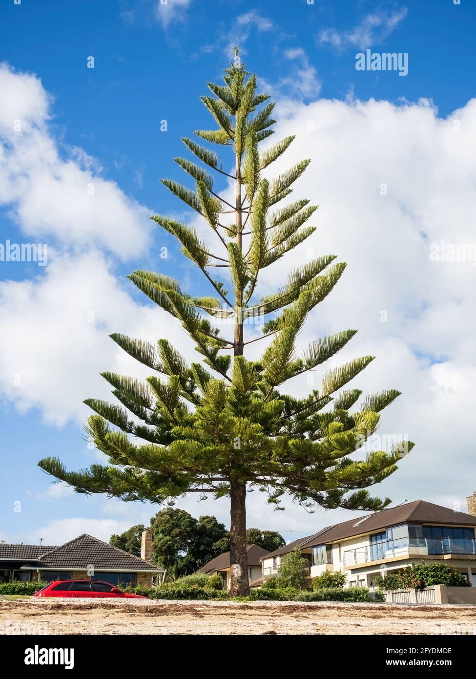 AUCKLAND, NEW ZEALAND - May 19, 2021: View of Norfolk Island pine at Bucklands Beach. Auckland, New Zealand - May 13, 2021 Stock Photo