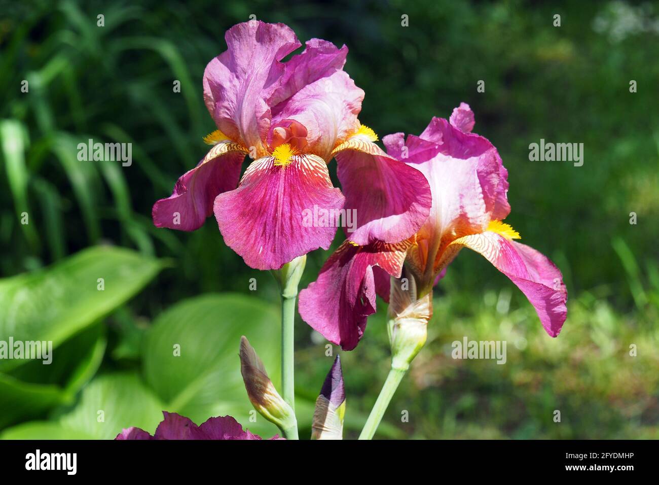 Deutsche schwertlilie iris germanica hi-res stock photography and images -  Alamy