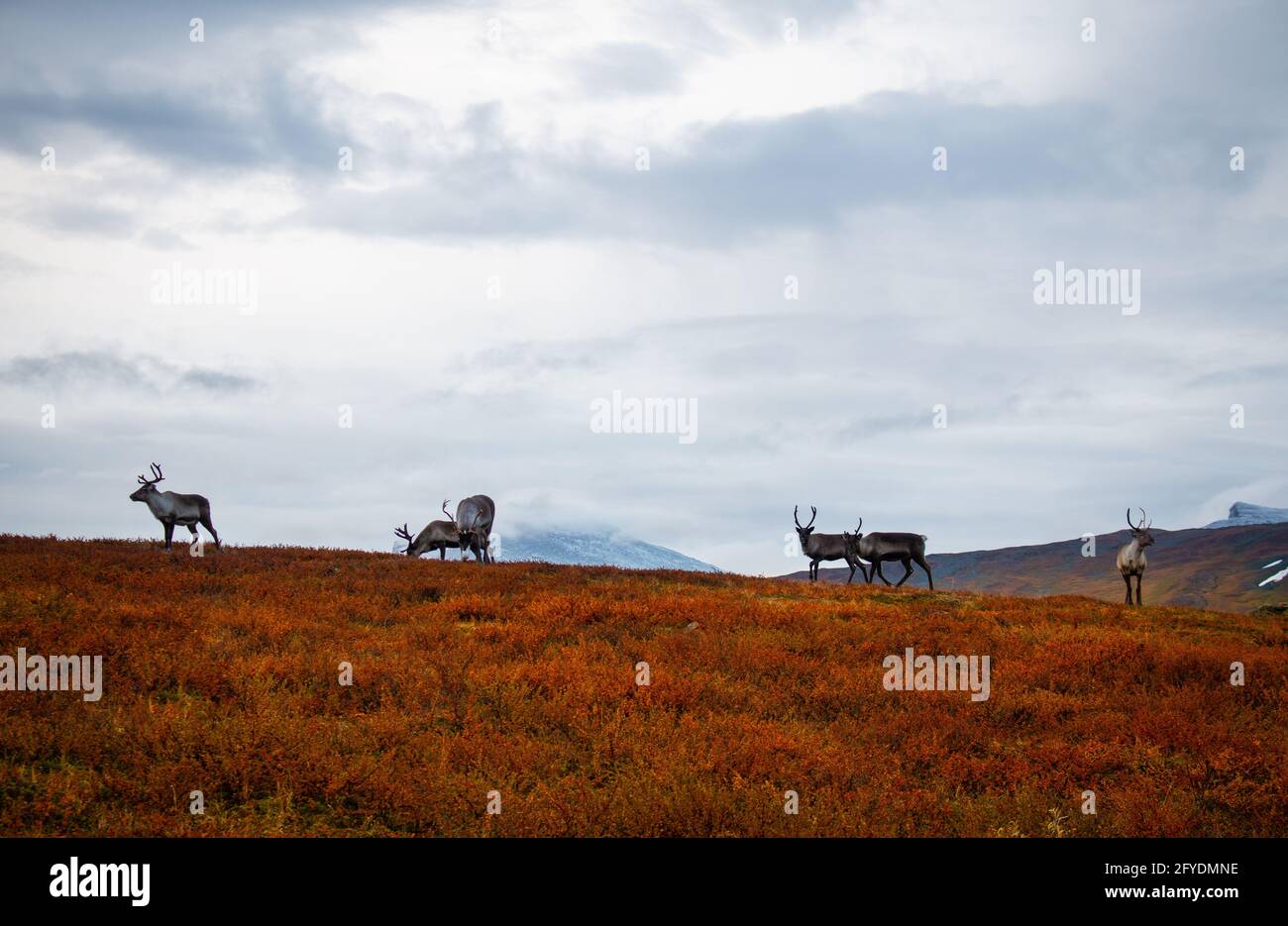 Reindeers met between Alesjaure and Tjaktja huts while hiking Kungsleden trail, early morning, September, Swedish Lapland. Stock Photo