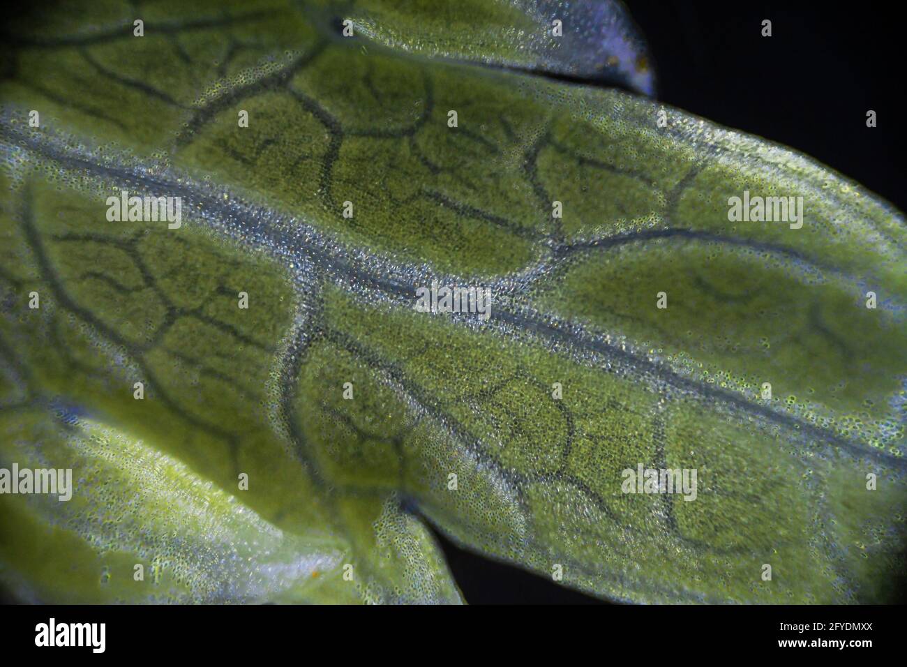 Green celery leaf macro under the microscope with a magnification of 40