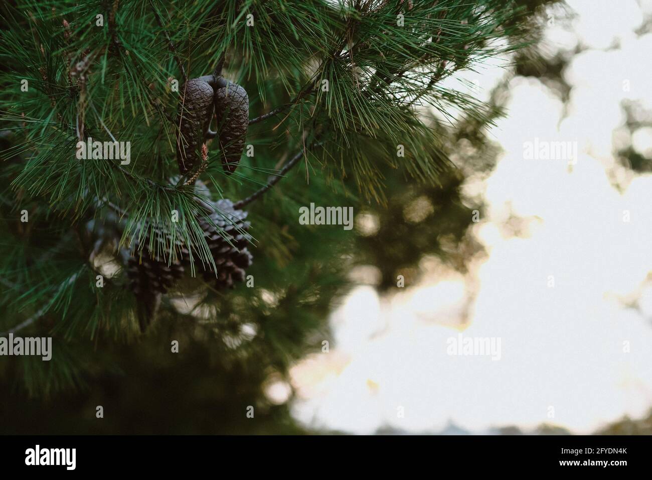 Selective focus shot of pines on a pine tree on a sunny day Stock Photo ...