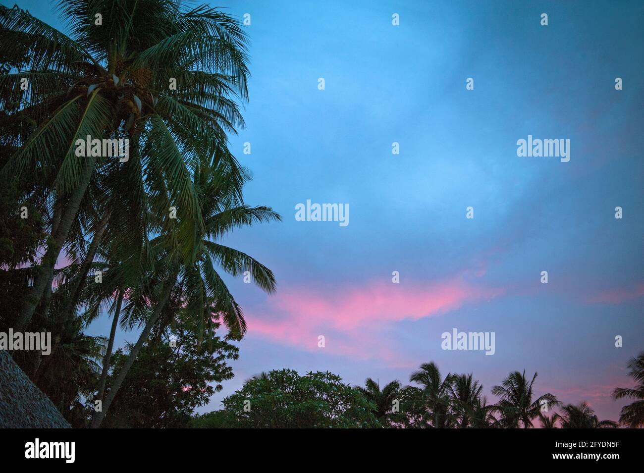 Tropical sunset and palm trees in Costa Rica Stock Photo