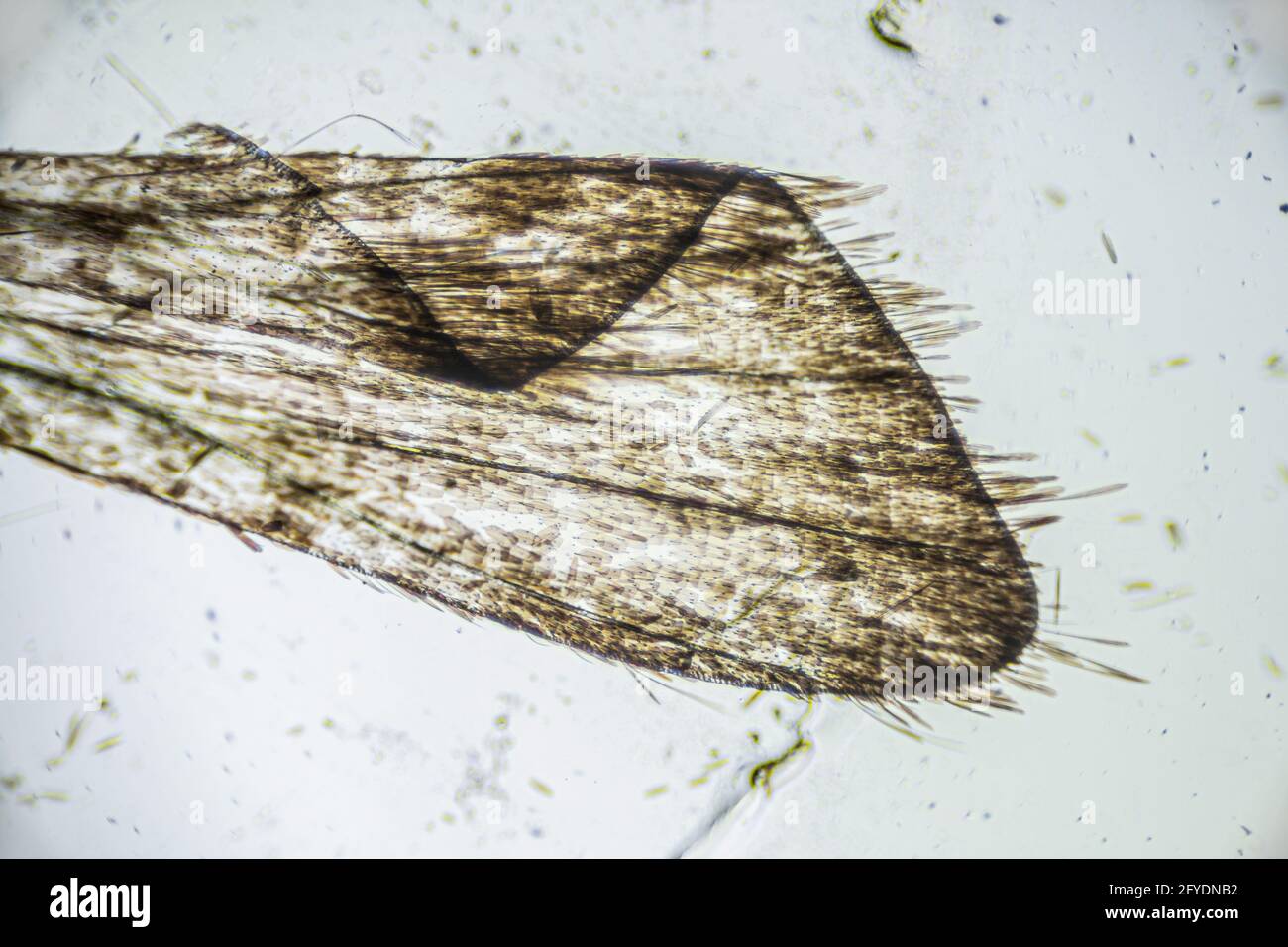 Ephestia elutella, wing of grain moth with scales macro close up under the light microscope, magnification of 40 times, microscope objective 4 Stock Photo