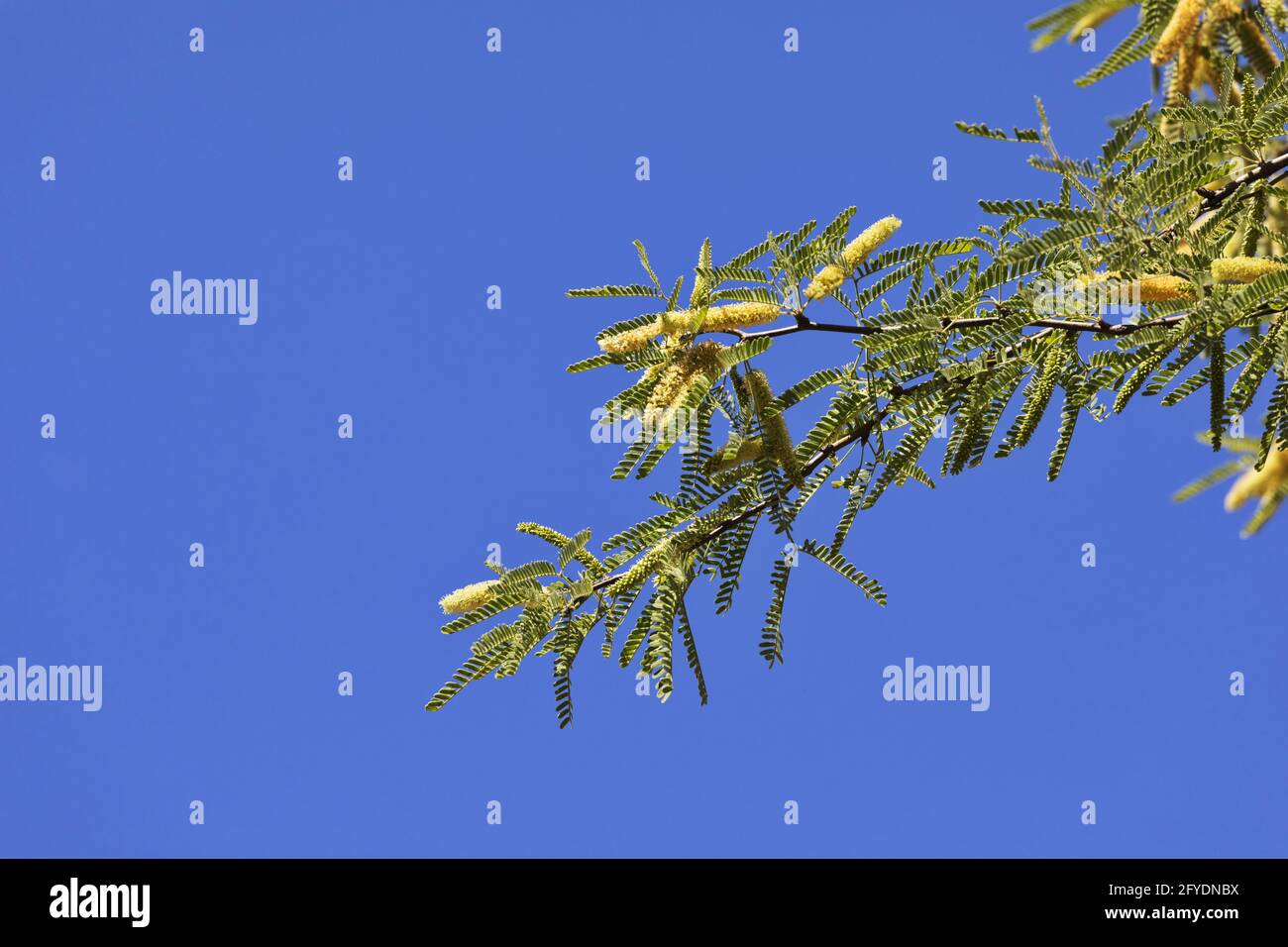 Clean copy space of blue sky on left of flowering mesquite tree branch with catkins in Tonto National Forest at Salt River Recreation Area in horizont Stock Photo