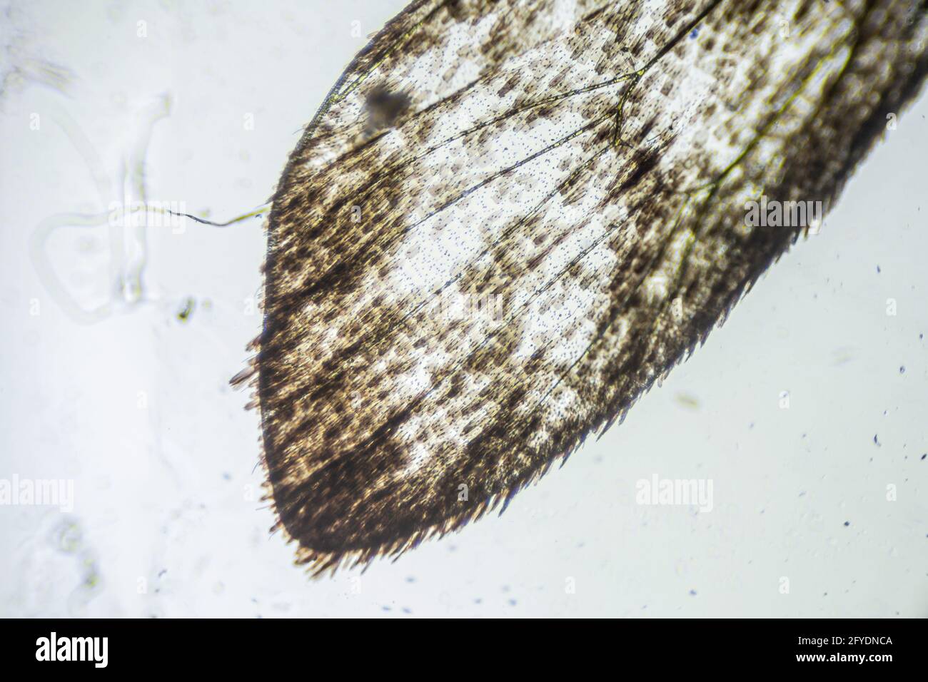 Ephestia elutella, wing of grain moth with scales macro close up under the light microscope, magnification of 40 times, microscope objective 4 Stock Photo