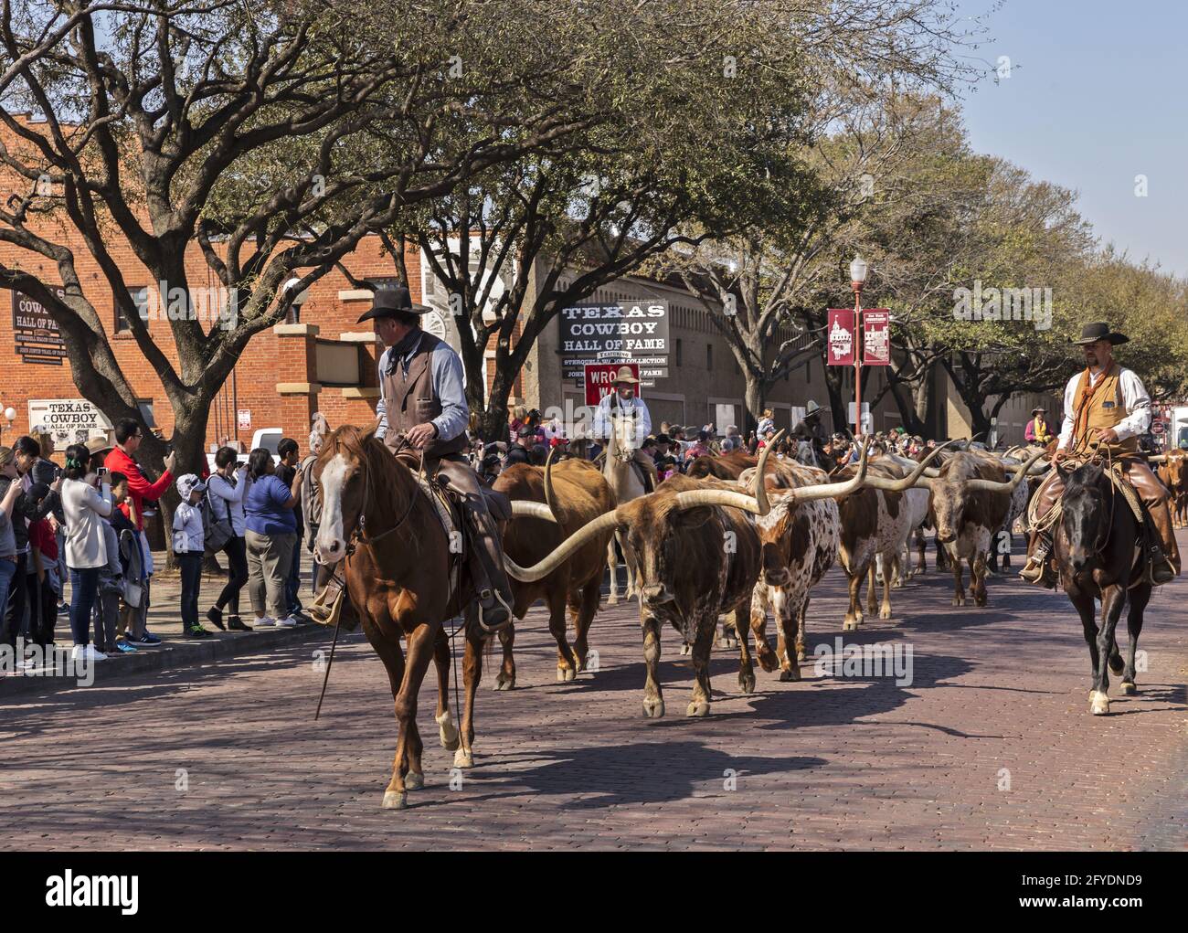 Texas longhorn cattle street hi-res stock photography and images - Alamy