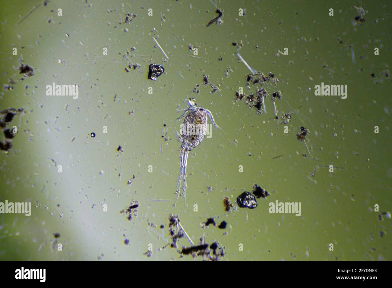 Copepod Cyclops is small crustacean found in freshwater pond. Zooplankton, micro crustacean under the light microscope. Magnification of 40 times, mic Stock Photo