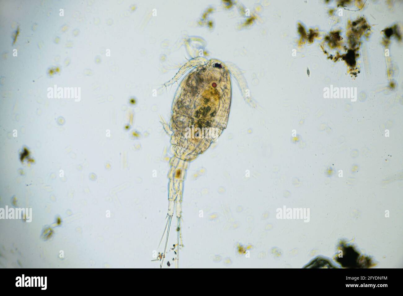 Copepod Cyclops is small crustacean found in freshwater pond. Zooplankton, micro crustacean under the light microscope. Magnification of 100 times, mi Stock Photo
