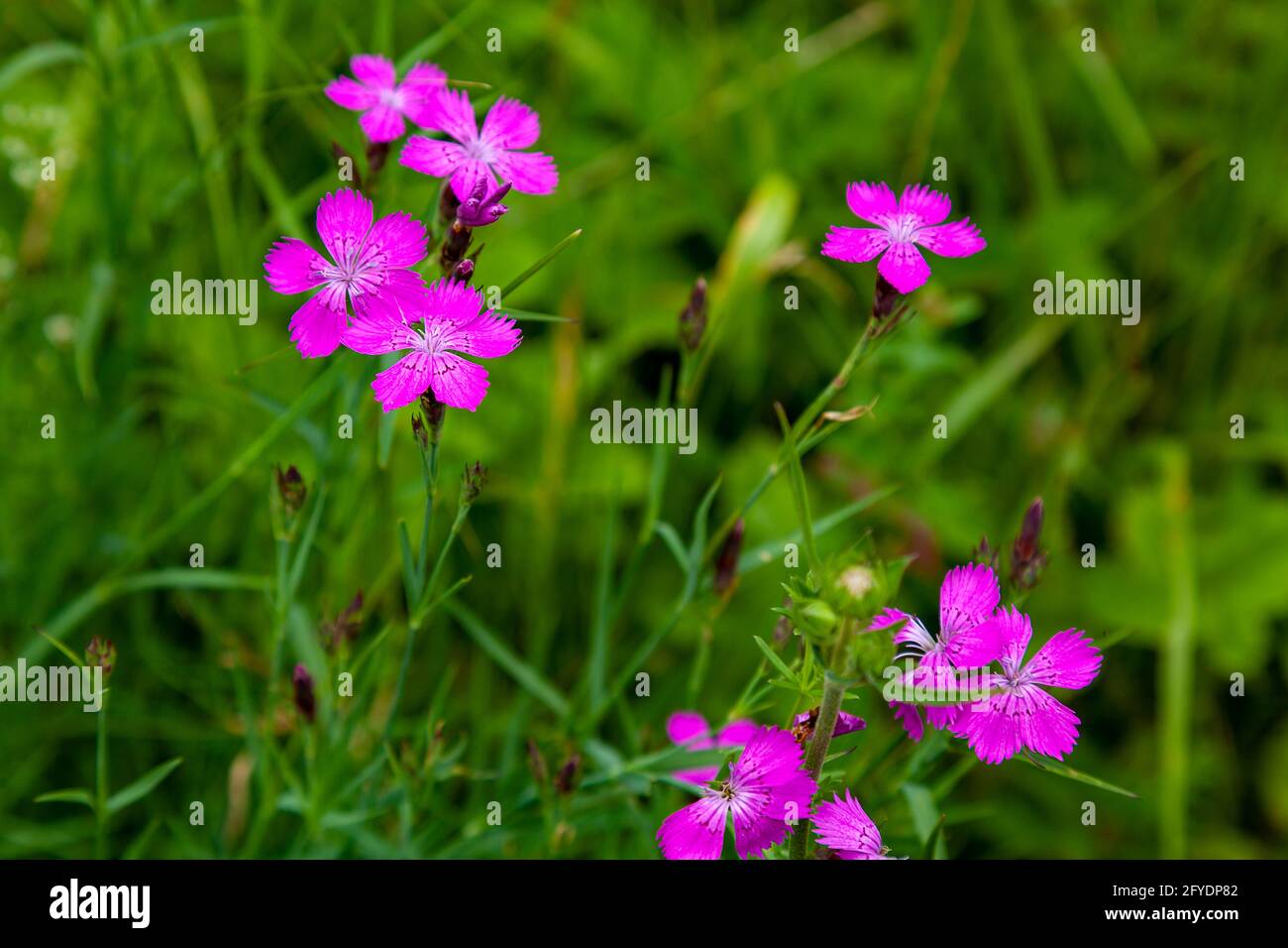 Bright pink field carnations on a background of green grass. Stock Photo