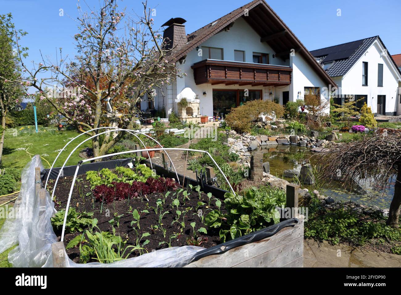 verschiedene Gemüse und Salate gedeihen im Hochbeet Stock Photo Alamy