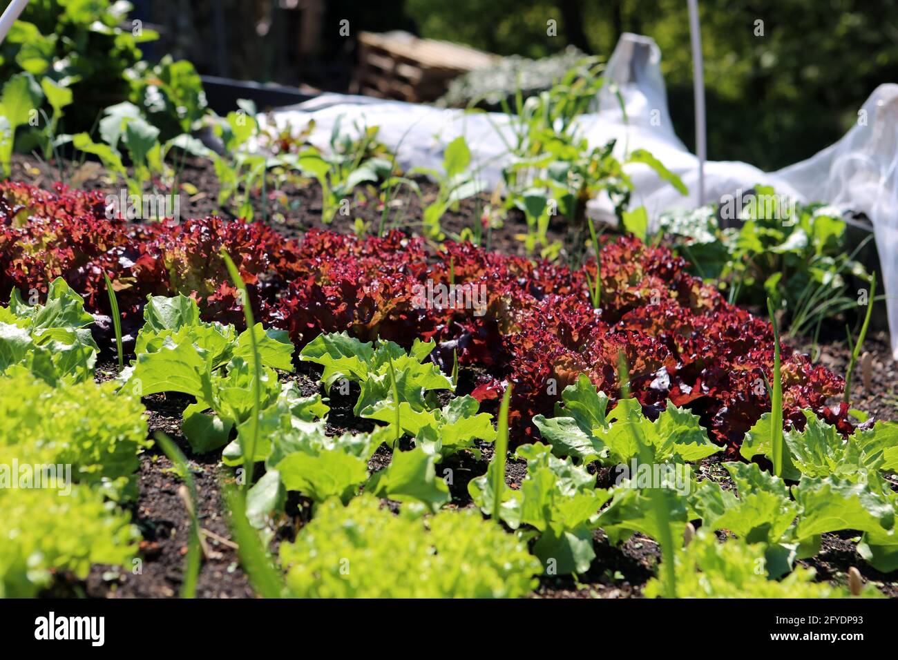 verschiedene Gemüse und Salate gedeihen im Hochbeet Stock Photo