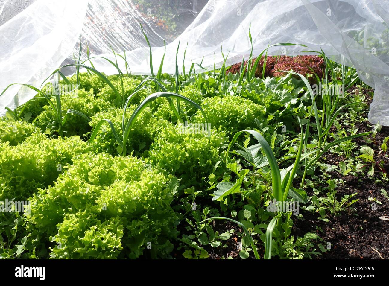 verschiedene Gemüse und Salate gedeihen im Hochbeet Stock Photo