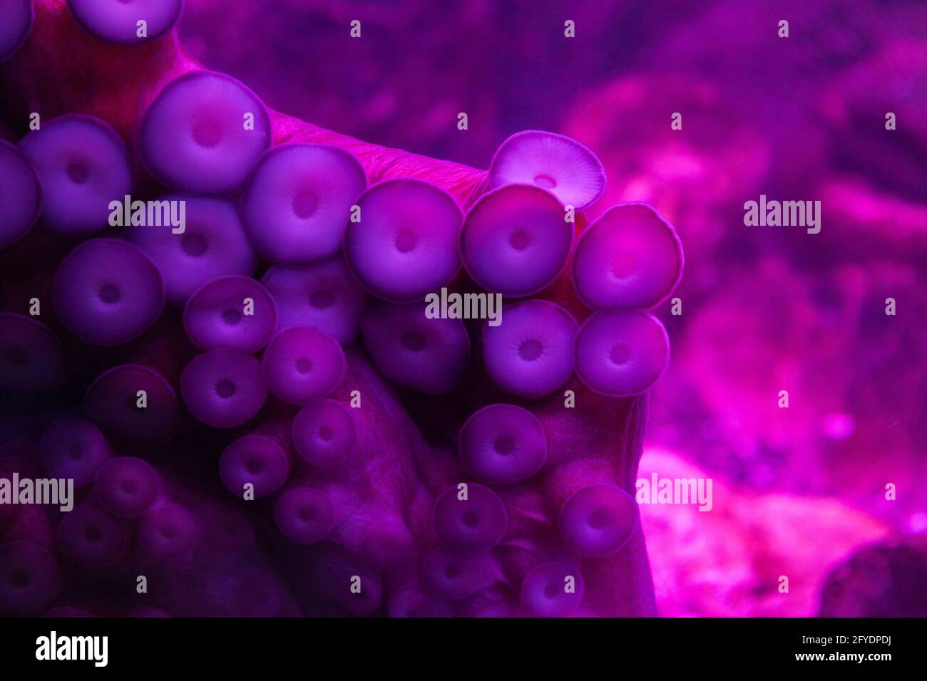 Octopus tentacles adhered by suction cups to glass Stock Photo Alamy