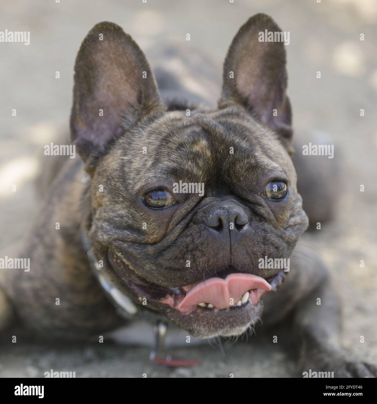 Are French Bulldogs Good Off Leash