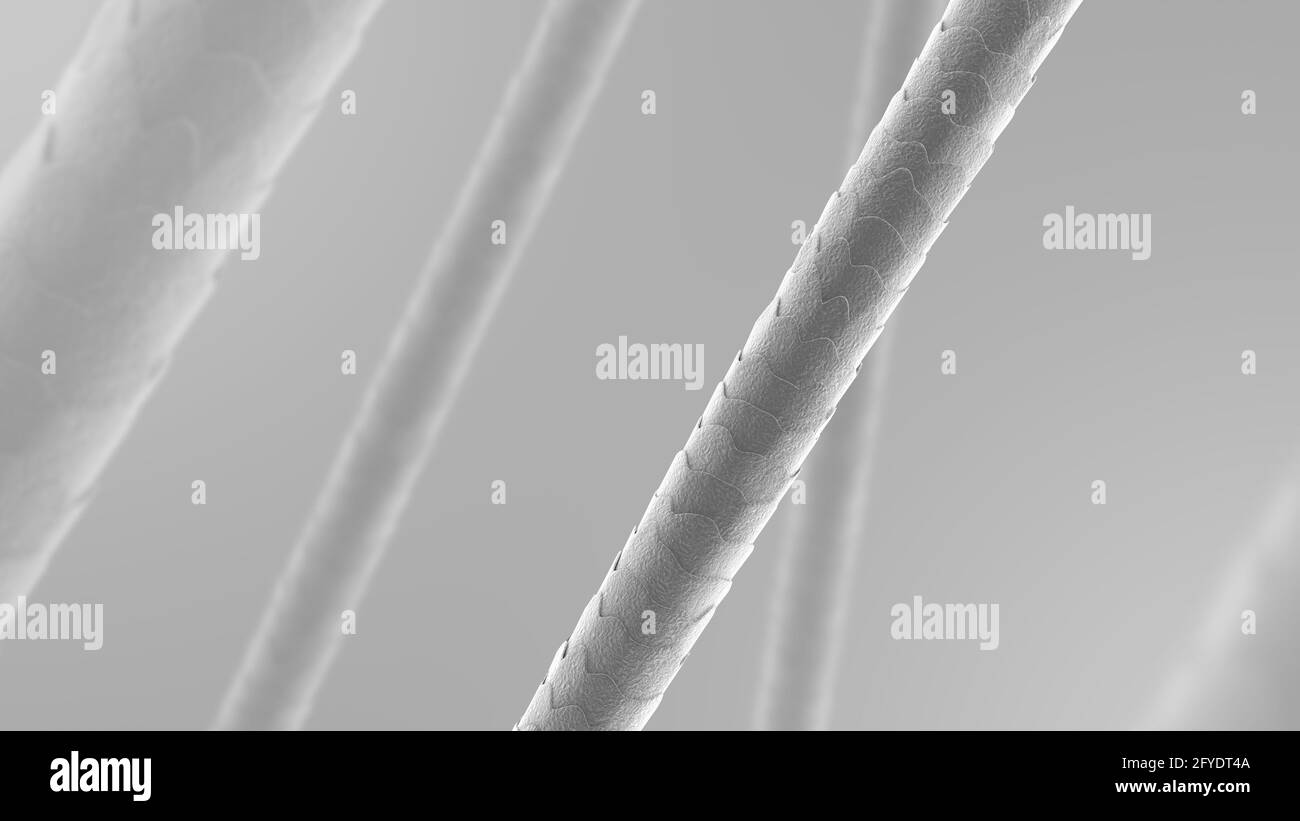 Human hair under the microscope. Close-up. Black and white. 3D illustration. Stock Photo
