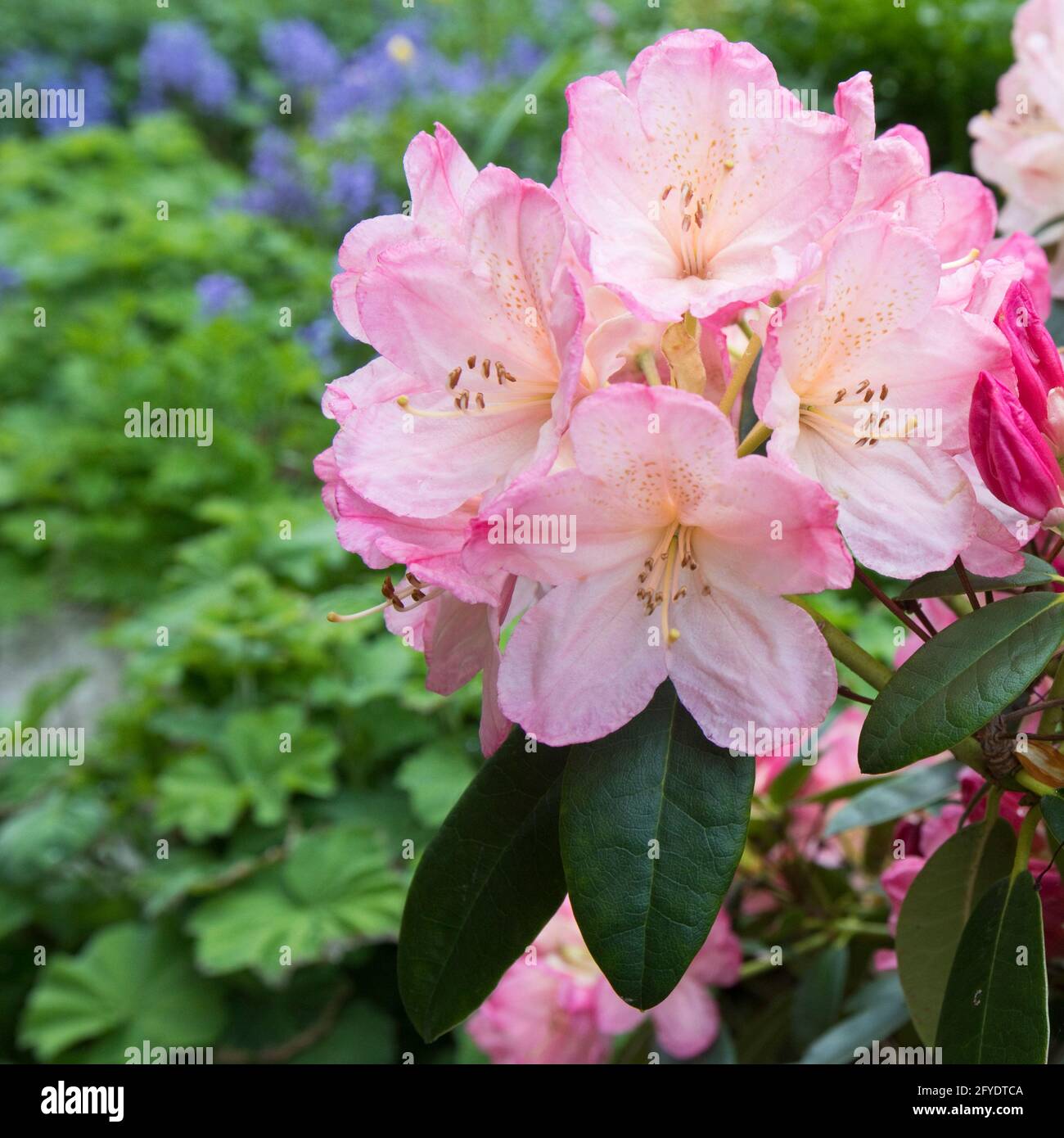 A pink flowering rhododendron in early flower in late spring, North Yorkshire, England, United Kingdom Stock Photo