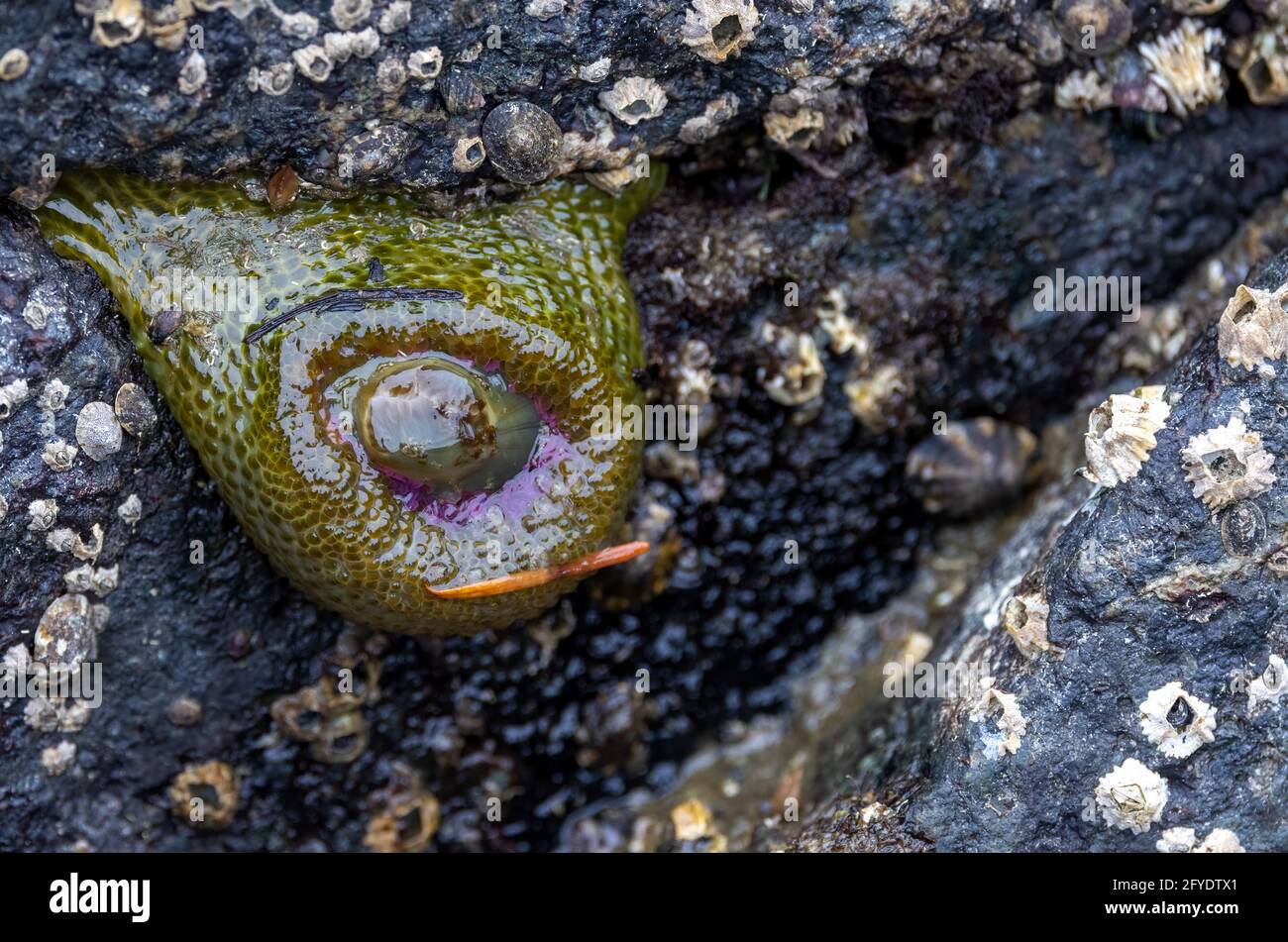 Sea anemone found at low tide in Victoria, BC, Canada Stock Photo