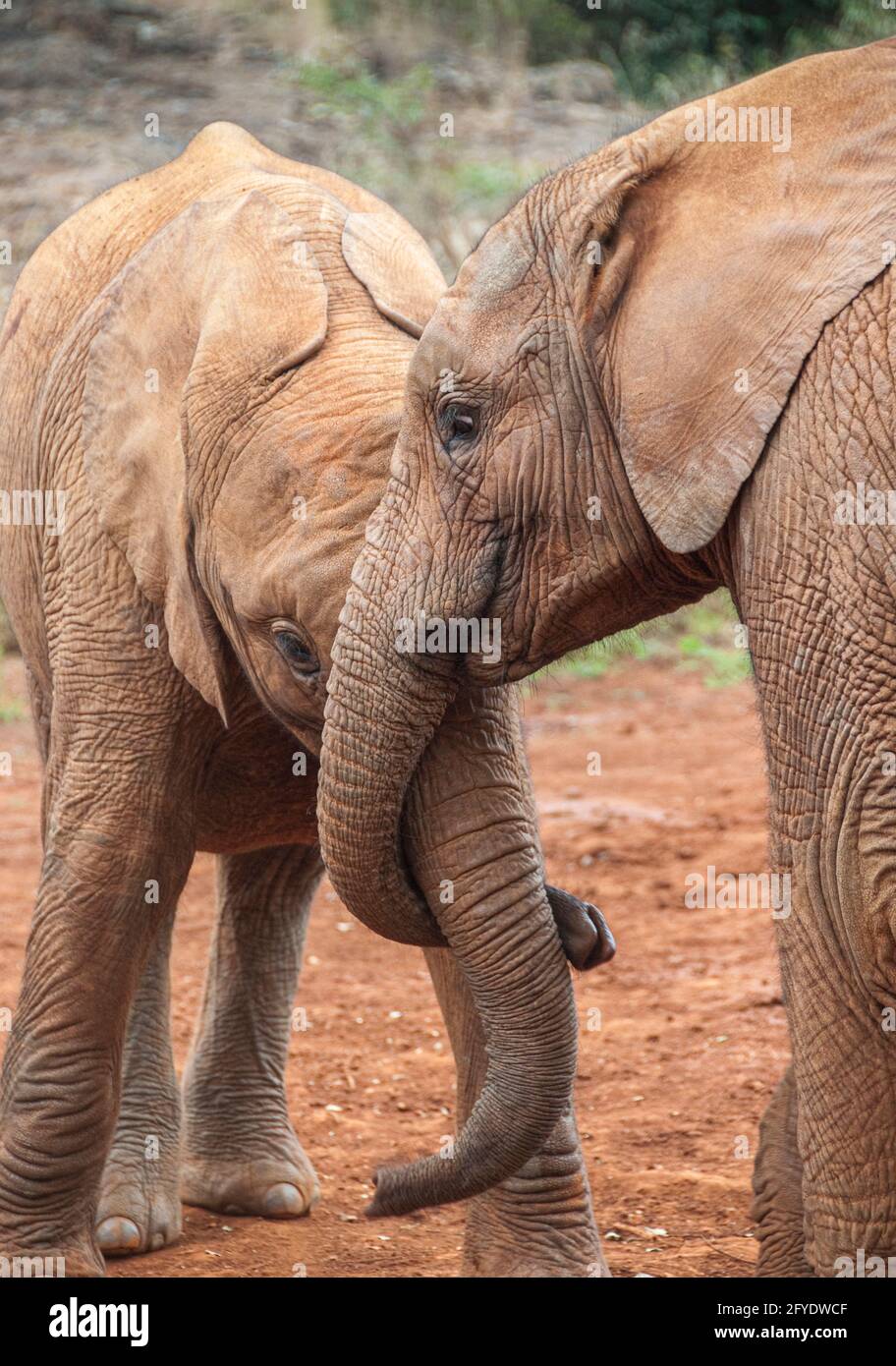 two baby elephants play fighting with their trunks Stock Photo Alamy