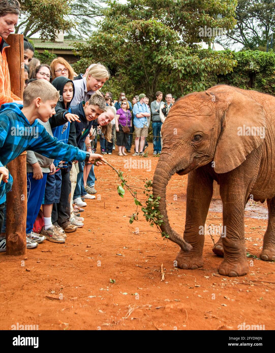 young tourist boy interacting with a baby elephant to give it a branch to eat Stock Photo