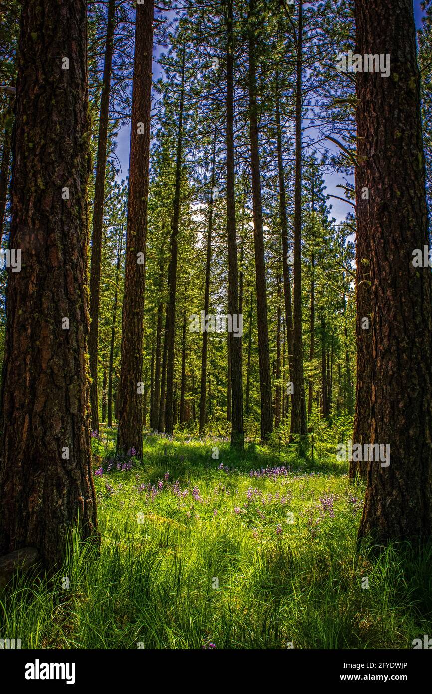 Forest meadow with blooming wild flowers surrounded by giant ponderosa pines Stock Photo