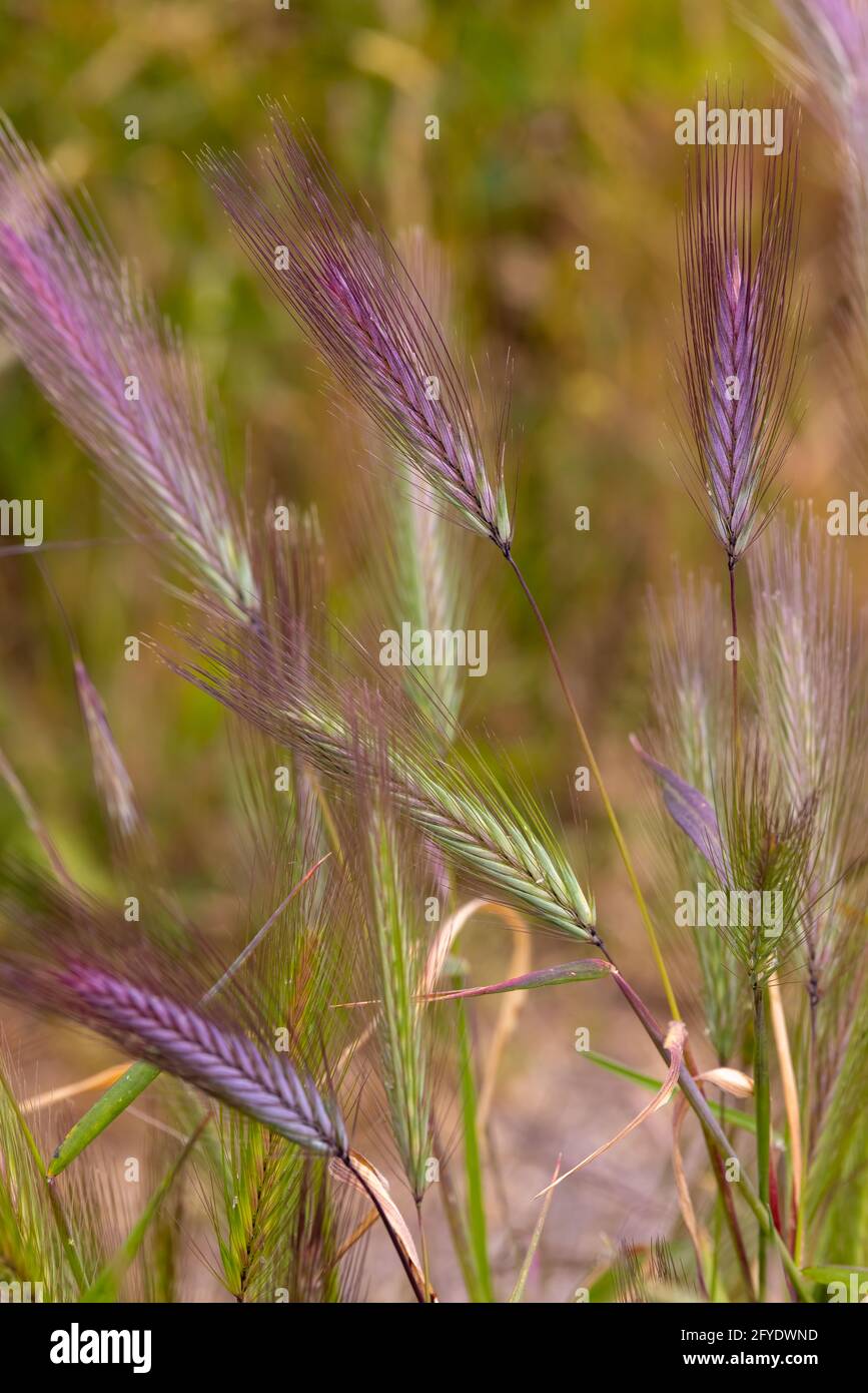 Foxtail Grass Stock Photo