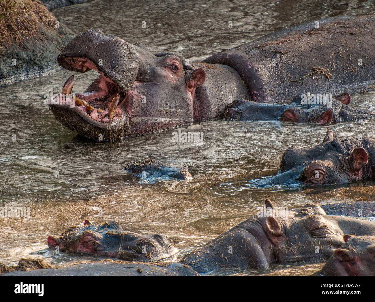 a group of hippos in the water together Stock Photo