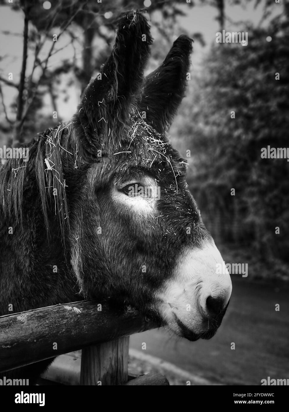 Vertical grayscale shot of a donkey's portrait in the greenery Stock Photo