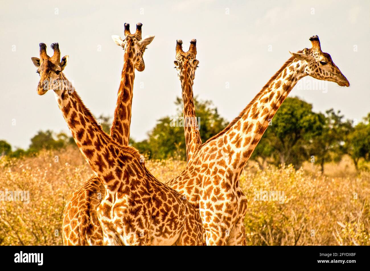 four giraffes close together Stock Photo