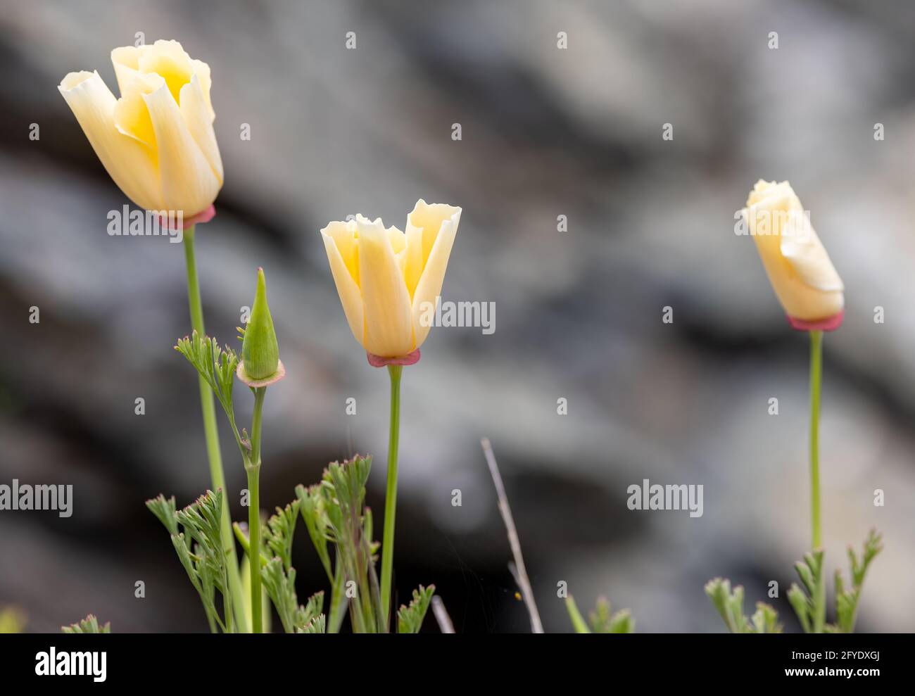 White California Poppies, wildflower in Victoria, BC, Canada Stock