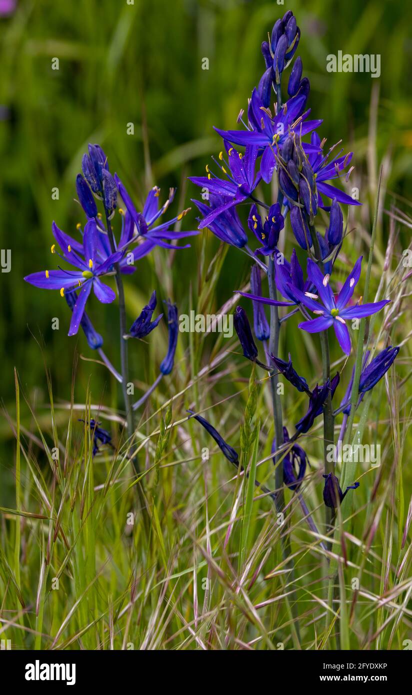 Purple Camas Wildflowers, Victoria, BC Stock Photo