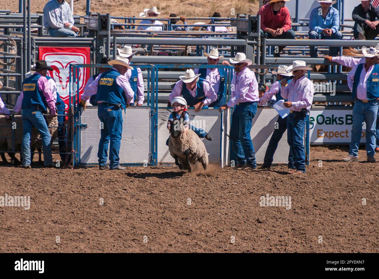 Pro vaquero hires stock photography and images Alamy