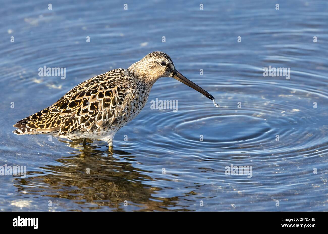 Long-billed dowitcher (Limnodromus scolopaceus) with small fish in beak Stock Photo