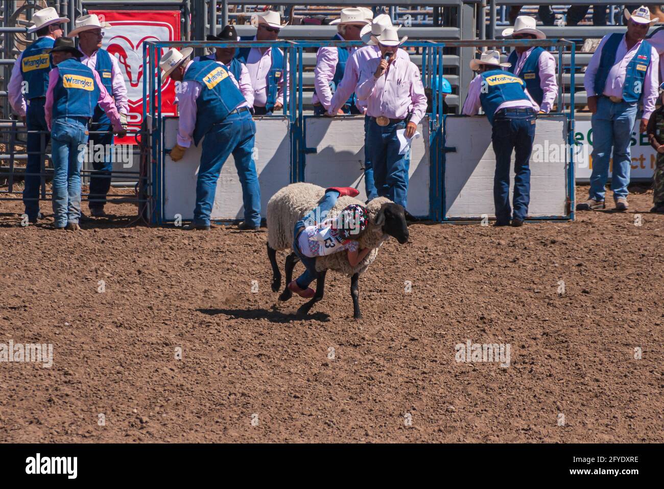 Santa Maria, CA, USA - June 6, 2010: Rodeo. Kid barely hangs on side of sheep keeping one leg on back of the animal. Handlers present. Stock Photo