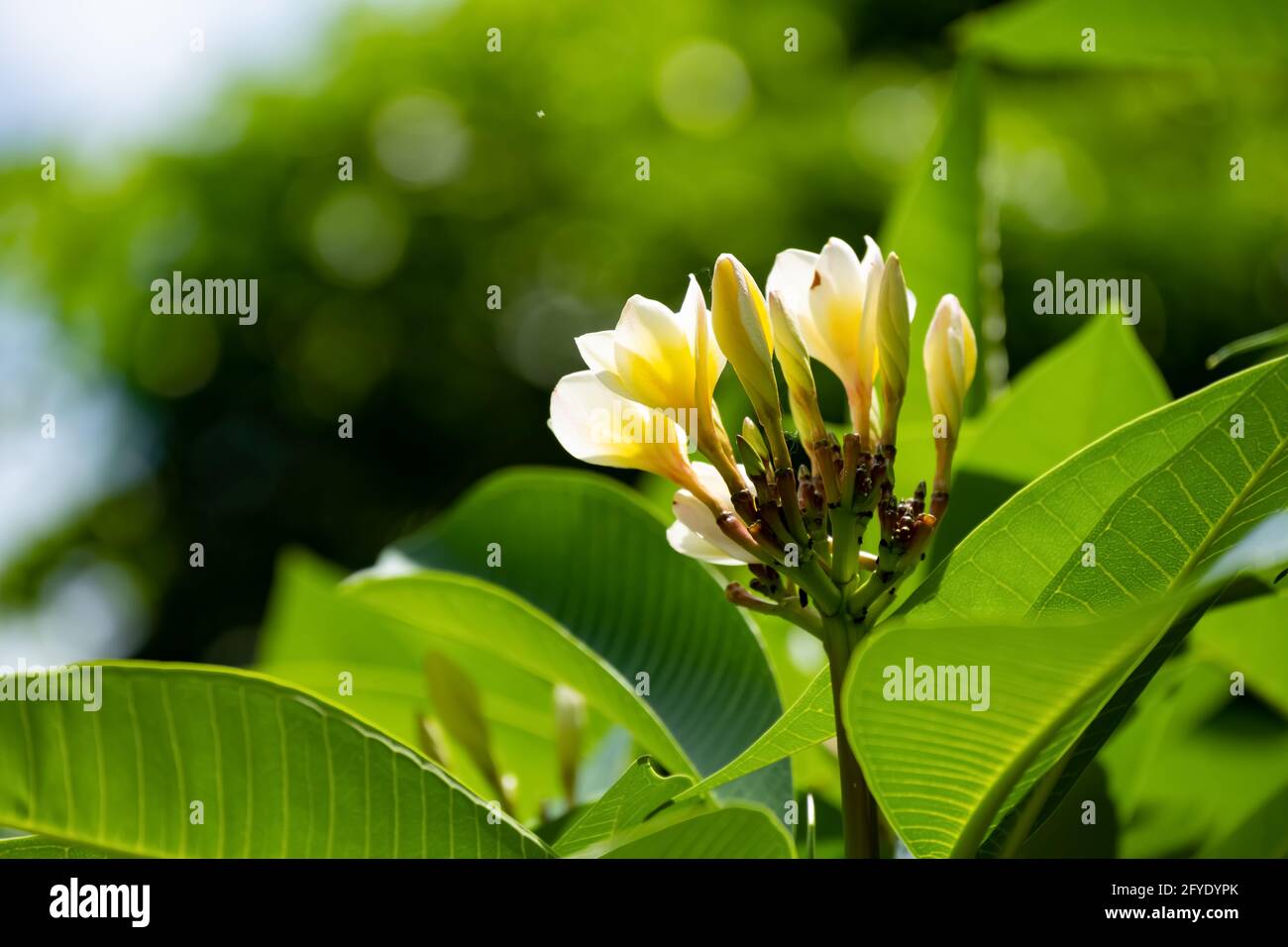 fresh Plumeria rubra cv acutifolia tree Stock Photo Alamy