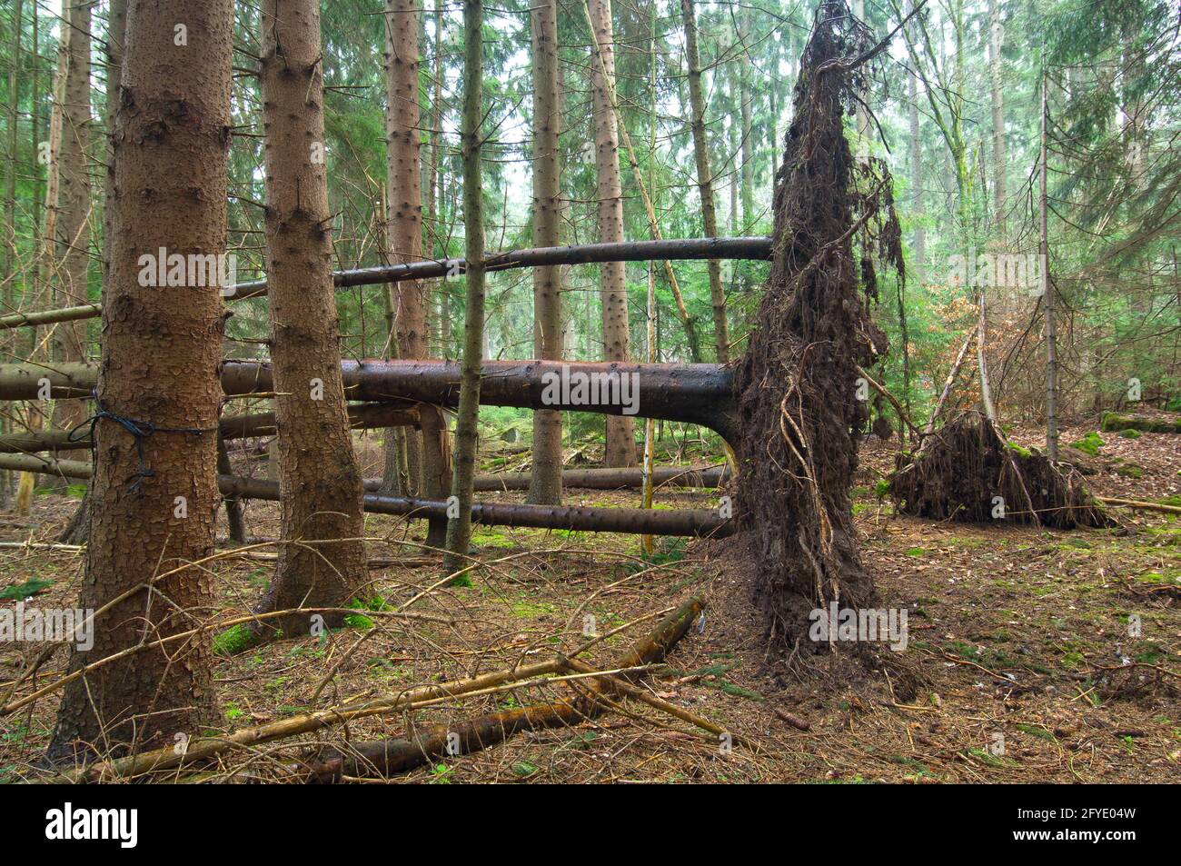 storm damage in a spruce plantation Stock Photo