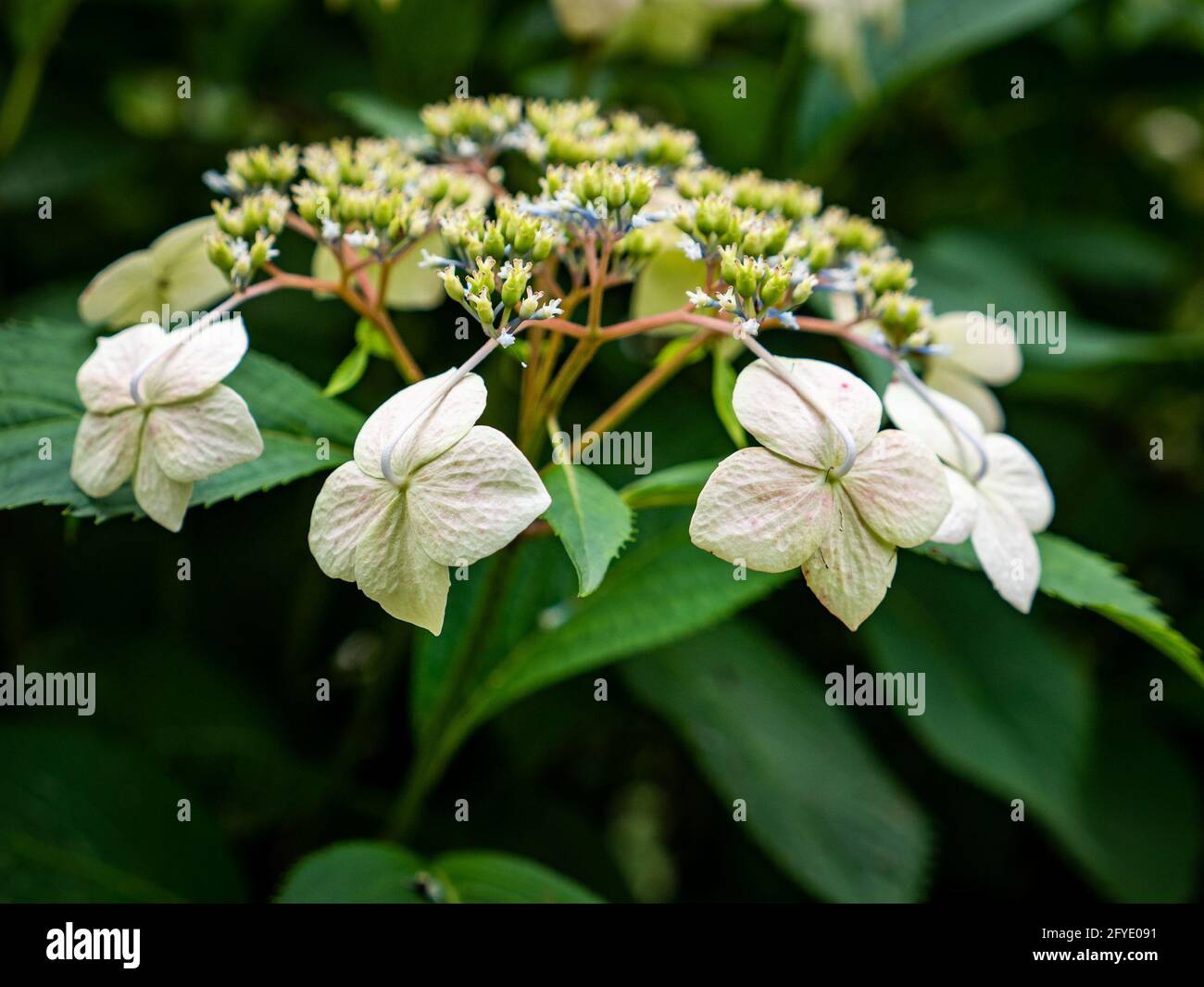 White lacecap hydrangea flower (macrophylla normalis Stock Photo Alamy